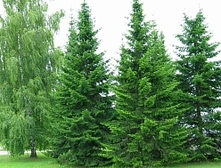 Пихта сибирская Пихта сибирская
