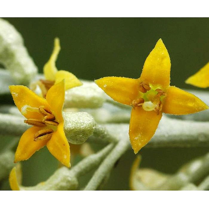 Лох узколистный (маслина)