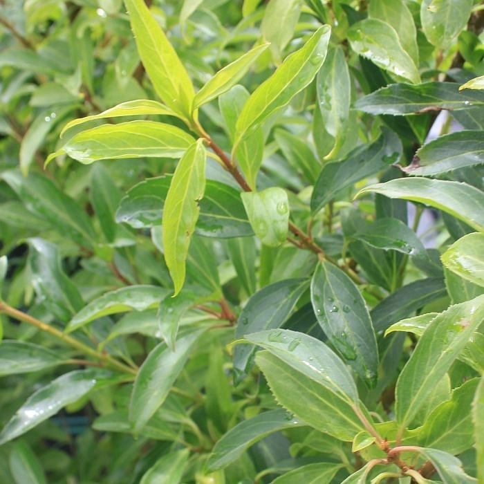 Форзиция промежуточная (средняя) 'Уик-Энд'