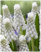 Многолетник Мускари