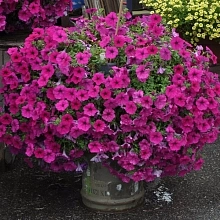 Петуния гибридная 'Вандер Вейв Лавандер' ампельная (темно-розовая)