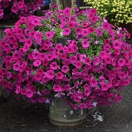 Петуния гибридная 'Вандер Вейв Лавандер' ампельная (темно-розовая)