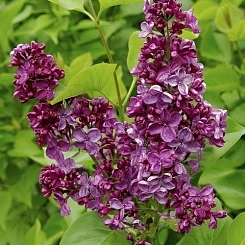 Сирень обыкновенная 'Анна Шиач' (темно-пурпурная)