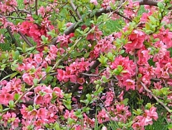 Айва японская 'Пинк Трейл'