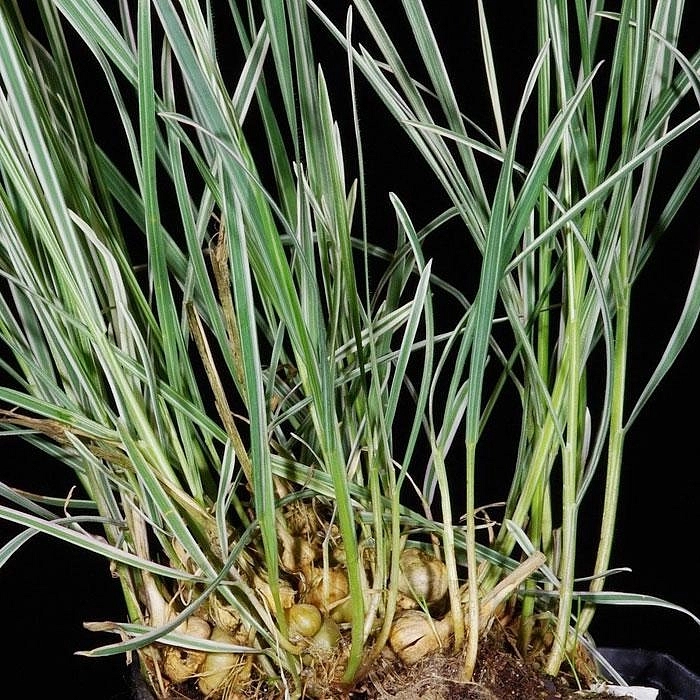 Райграйс бульбоносный