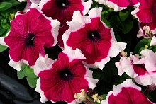 Петуния (сурфиния) гибридная 'Лимбо GP Бургунди Пикоти' (бургунди с каймой)