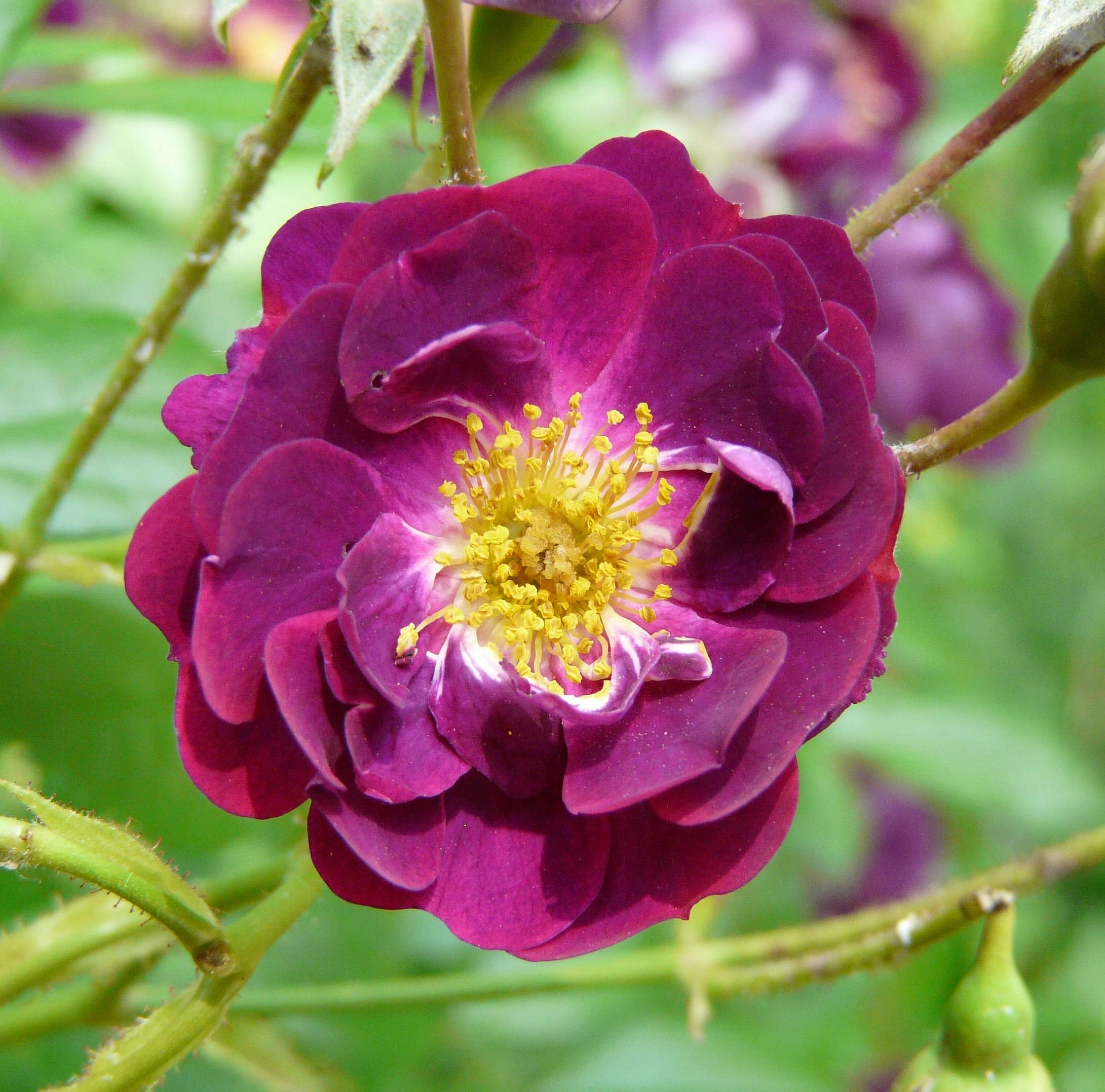 Роза 'Виолетт' (плетистая)