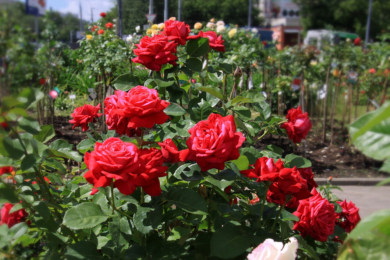 Роза 'Виктор Гюго' (чайно-гибридная ) (красная)