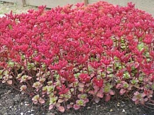 Седум ложный (Очиток) 'Пурпуртепич'