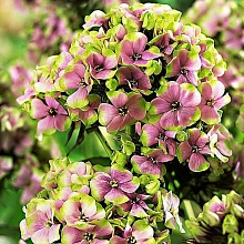 Флокс метельчатый 'Щербет Блэнд'