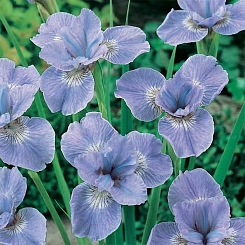 Ирис сибирский 'Дие Дилайт'