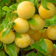 Слива китайская 'Светлана приморская'