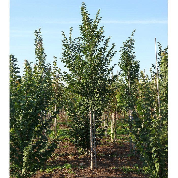 Вяз Давида (восточный, японский) 'Додоенс'