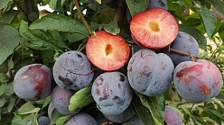 Слива колоновидная 'Бербанк' Слива колоновидная 'Бербанк'