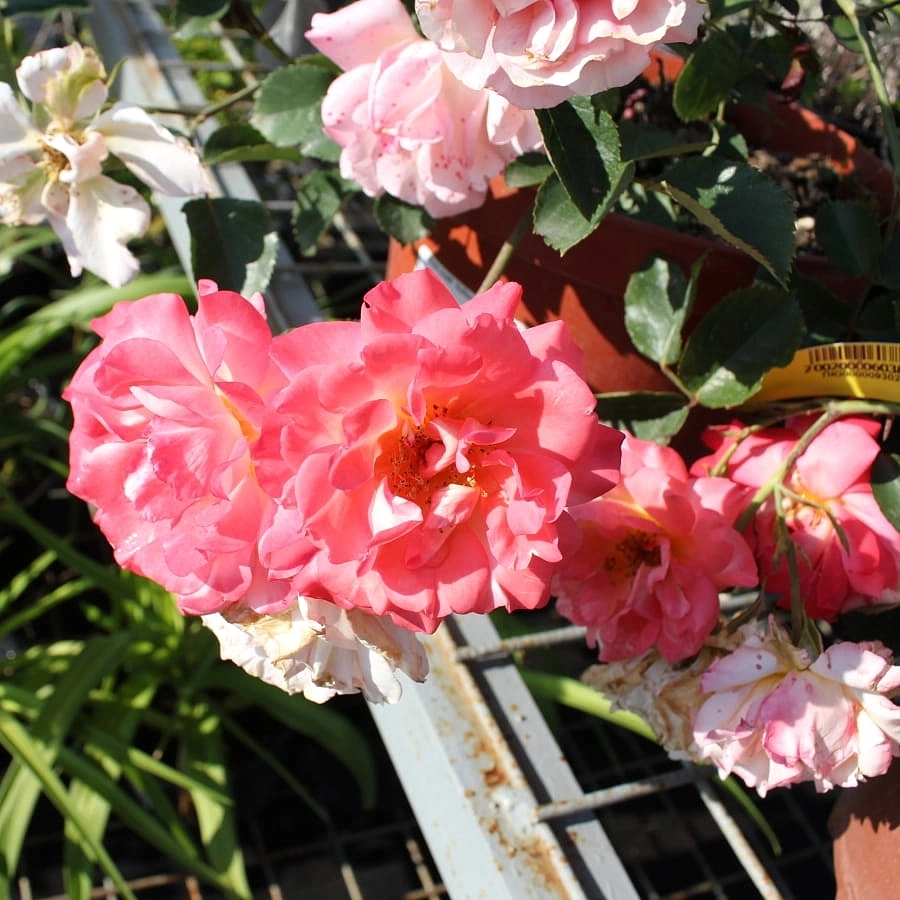 Роза 'Кубана' (шраб, флорибунда) (персиково - розовая)