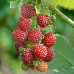 Малина 'Мираж'