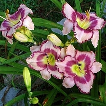 Лилейник гибридный 'Роял Брейд'