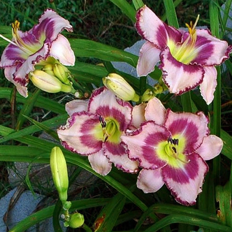 Лилейник гибридный 'Роял Брейд'