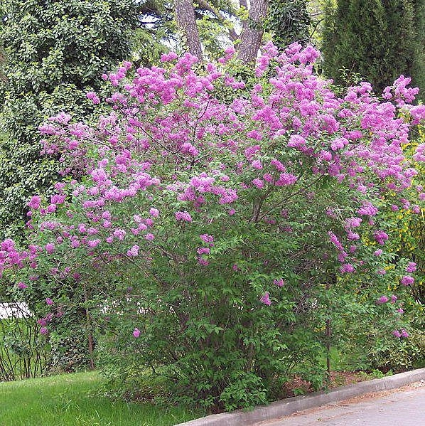Сирень китайская 'Саугеана' (фиолетовая)