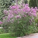 Сирень китайская 'Саугеана' (фиолетовая)