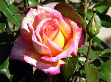 Роза 'Жакдеса' (чайно-гибридная) (желто - розовая)