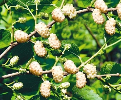 Шелковица белая 'Смуглянка'