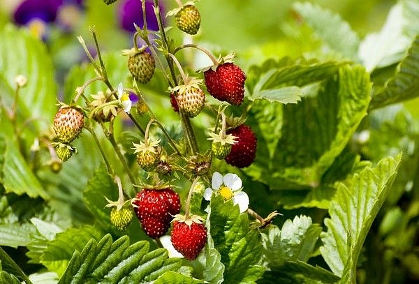 Земляника (клубника) альпийская 'Барон Солимахер'