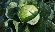 Капуста белокочанная 'Восточный экспресс'