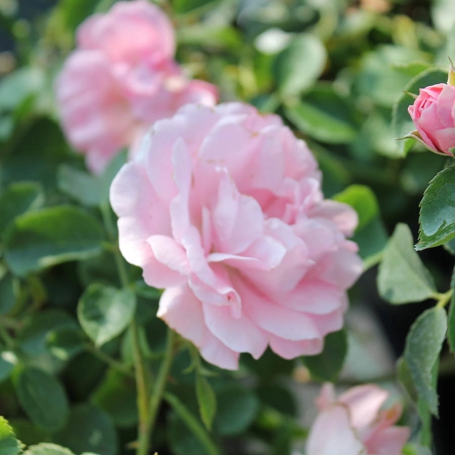 Роза 'Зоммервинд' (почвопокровная) (розовая)