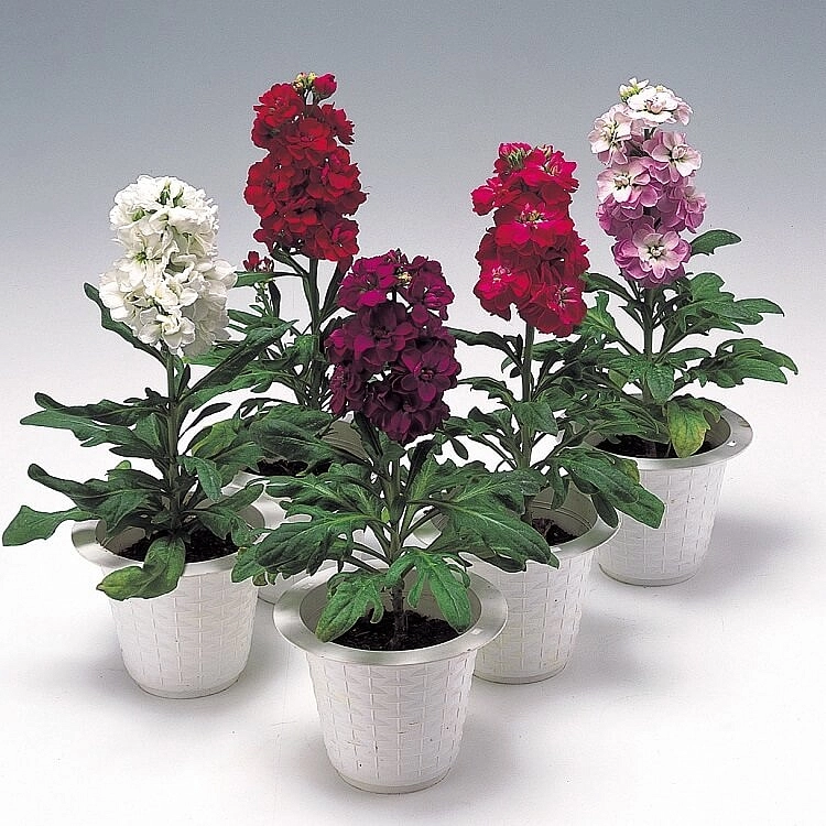 Семена Левкой