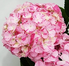 Гортензия крупнолистная 'Свит Фэнтези'
