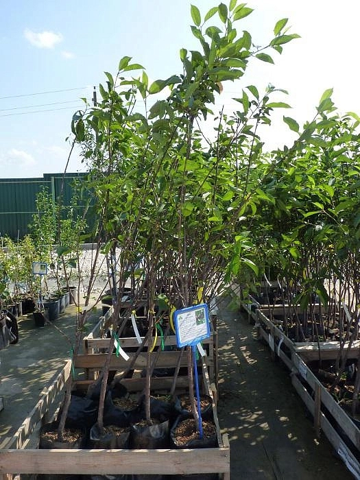 Вишня обыкновенная 'Харитоновская'