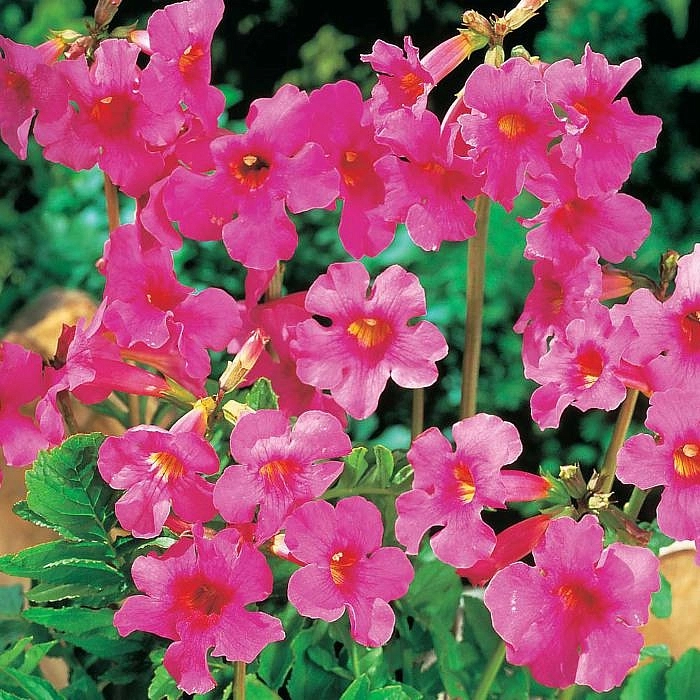 Инкарвиллея делаваи