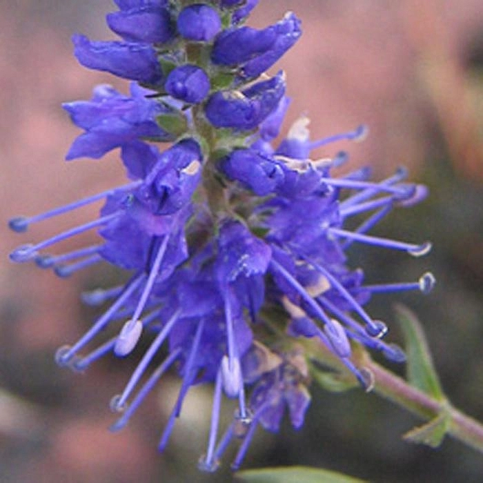 Вероника колосковая