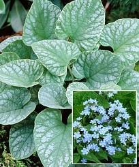 Бруннера крупнолистная 'Сильвер Вингс'