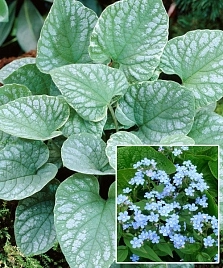 Бруннера крупнолистная 'Сильвер Вингс'