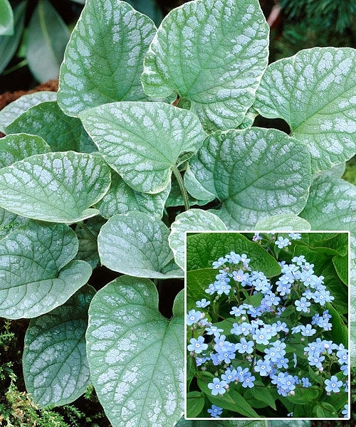 Бруннера крупнолистная 'Сильвер Вингс'