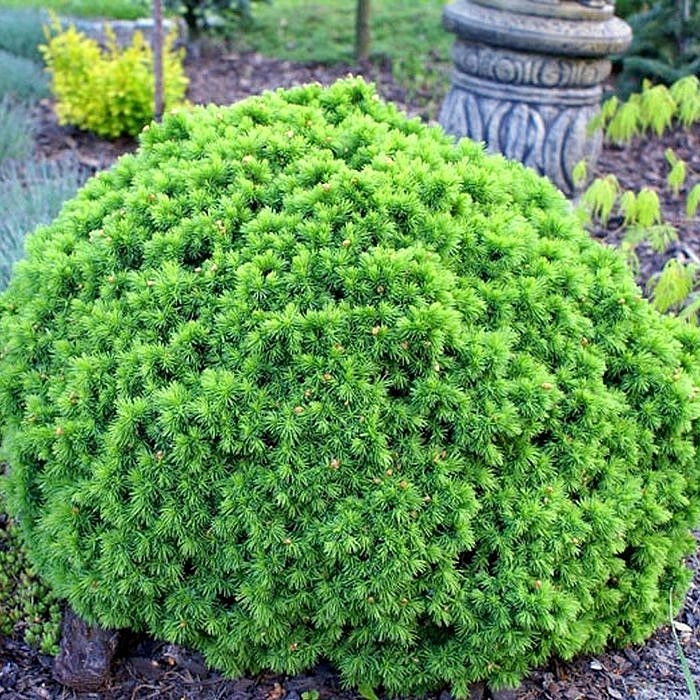 Ель канадская 'Альберта Глоб' Ель канадская 'Альберта Глоб'