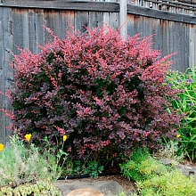 Барбарис обыкновенный пурпурный