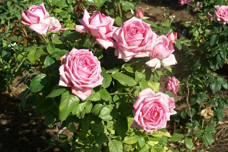 Роза 'Веддинг Белс' (чайно-гибридная) (розовая)