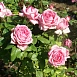 Роза 'Веддинг Белс' (чайно-гибридная) (розовая)