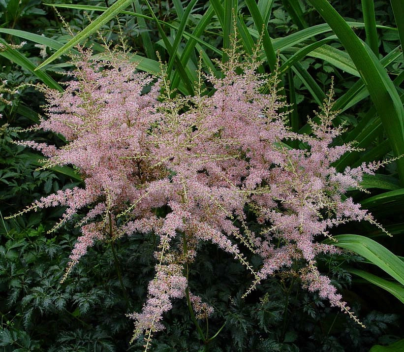 Астильба простолистная 'Спрайт'