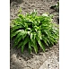 Хоста гибридная (вздутая, волнистая) 'Грин Бэг'