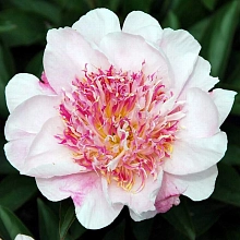 Пион молочноцветковый 'Ду Телл' (белый с розовым анемоноцветный)
