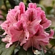 Рододендрон гибридный 'Космополитен' (кораллово-розовый)