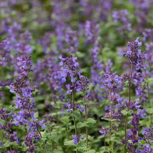 Котовник Фассена 'Селект'