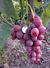 Виноград 'Лотос' (бессемянный розовый)