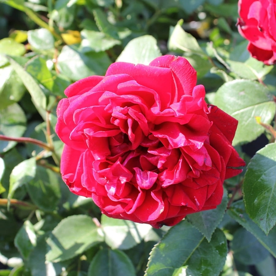 Роза 'Югендлибе' (флорибунда) (красная)