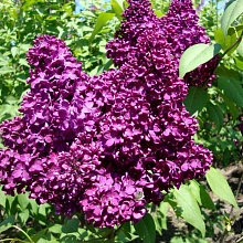 Сирень обыкновенная 'Адмирал Нахимов' (фиолетово-лиловые)