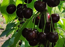 Черешня 'Донецкий уголёк'